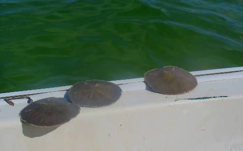 St Joe Bay sand dollars