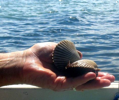 St Joe Bay scallops