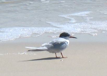 St George Island