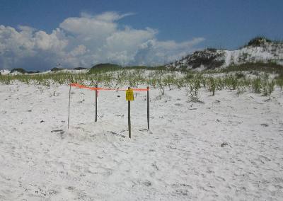 Sea Turtle nest St Andrews State Park