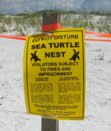 sea turtle nest St Andrews State Park