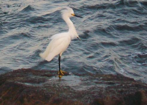 snowy egret St Andrews State Park