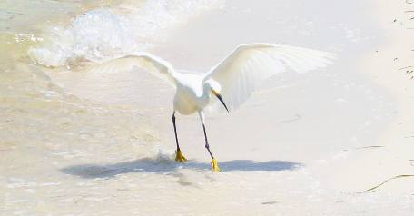Snowy egret St Andrews State Park