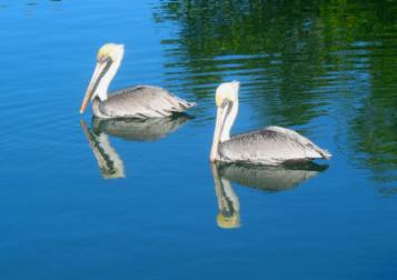 Brown Pelicans Cortez Florida