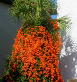 Flame Vine Lido Key