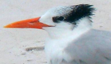 Royal tern on Siesta Key beach