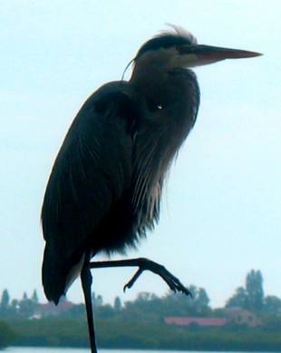 Great Blue Heron Siesta Key