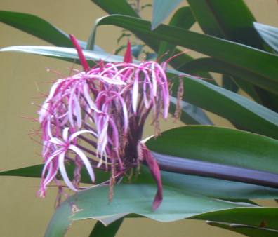 Red-leaf giant crinum lily on Siesta Key