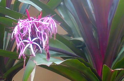 Red-leaf giant crinum lily on Siesta key