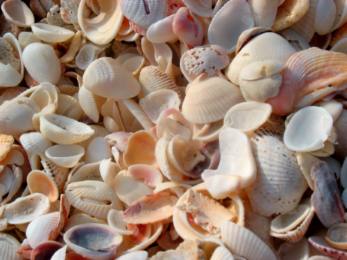Shells on Casey Key