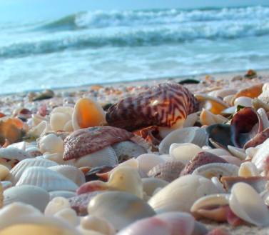 Shells of Casey Key