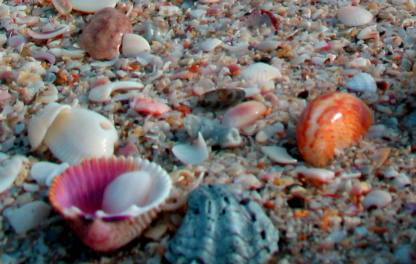 Shells on Casey Key beach