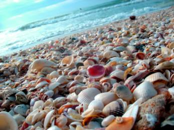 Shells on Casey Key