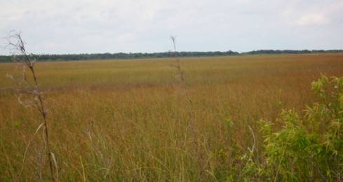 Everglades savannah near Flamingo in Everglades National Park