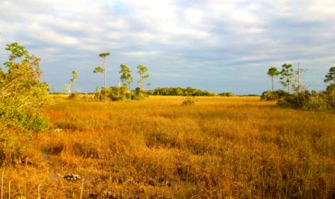 Everglades savannah near Flamingo in Everglades National Park