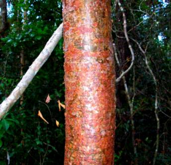 Tourist Tree Mumbo Gumbo