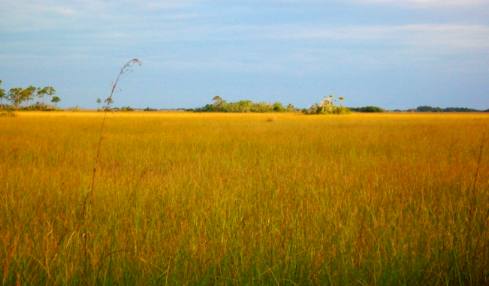 Everglades savannah deep in Everglades National Park