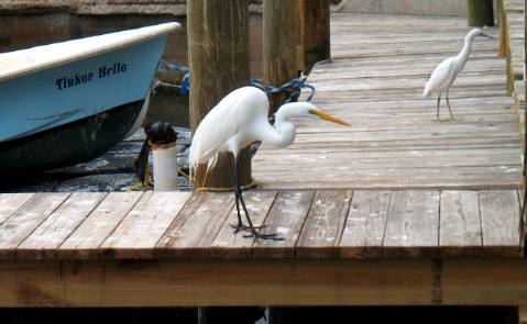 Docks at Star Fish House and Restaurant in Cortez
