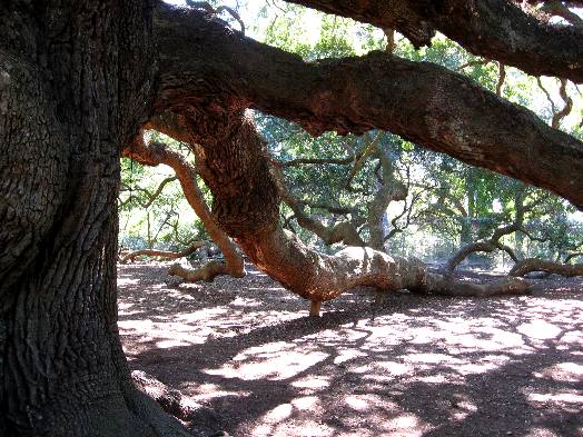 Angel Oak, a champion live oak tree