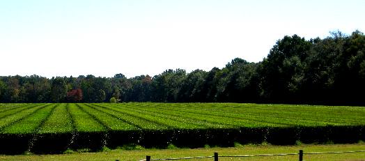 Charleston Tea Plantation