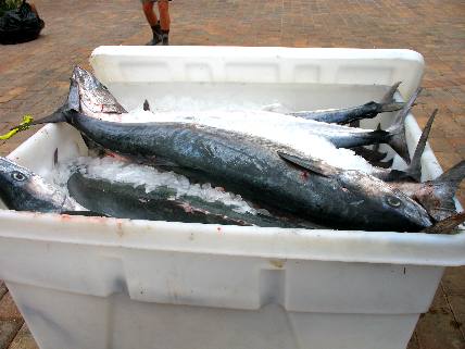 Box of iced down king mackerel