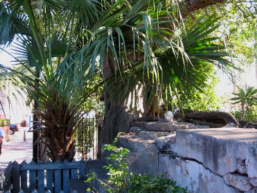 Tropical vegatation along the eastern edge of Mallory Square in Key West