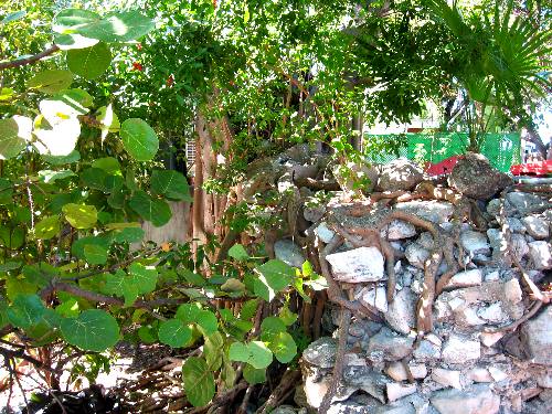 Tropical vegatation along the perimiter of Mallory Square in Key West