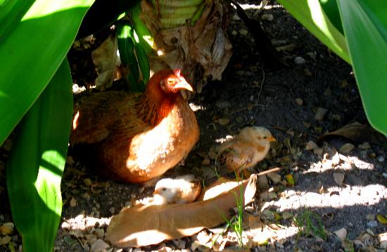 Feral chicken hiding under this giant crinum lily within a few feet of the sidewalk on south Duval Street in Key West
