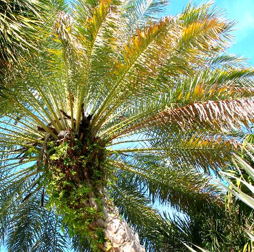 Beautiful date palm gracing a private landscape along south Whitehead Street