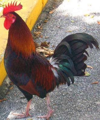 Rooster under the Kapok Tree at the Munro County Courthouse on Whitehead Street