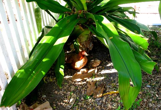 Feral Chicken on nest along Duval Street in Key West