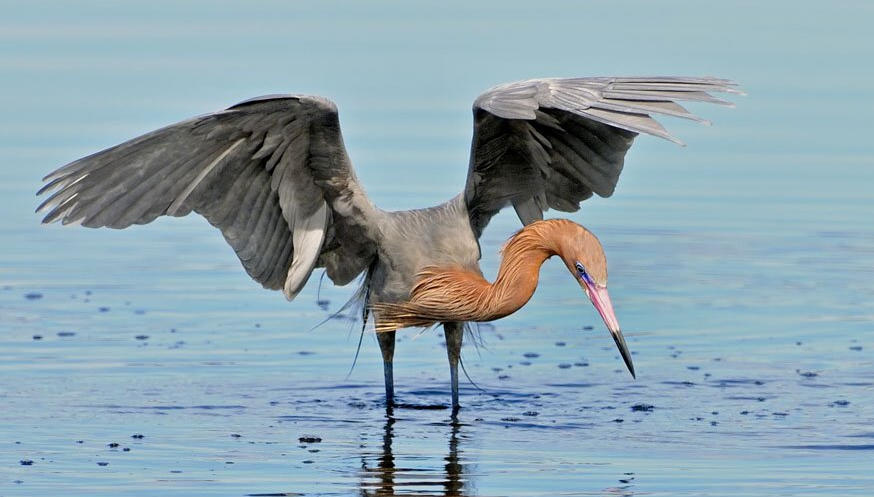 Reddish Egret