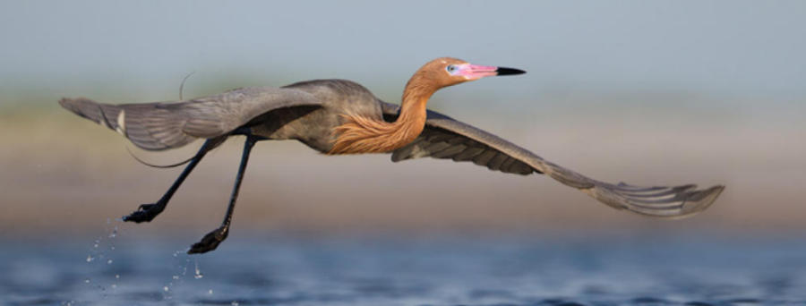 Reddish Egret