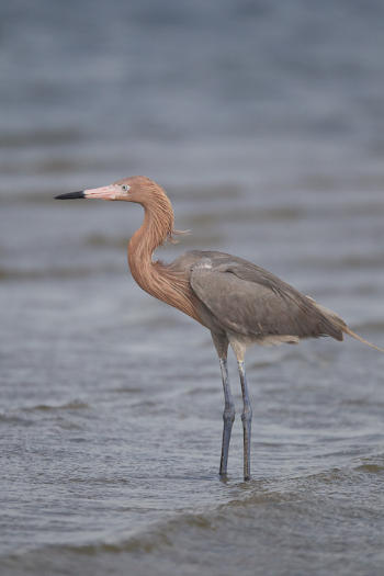 Reddish Egret