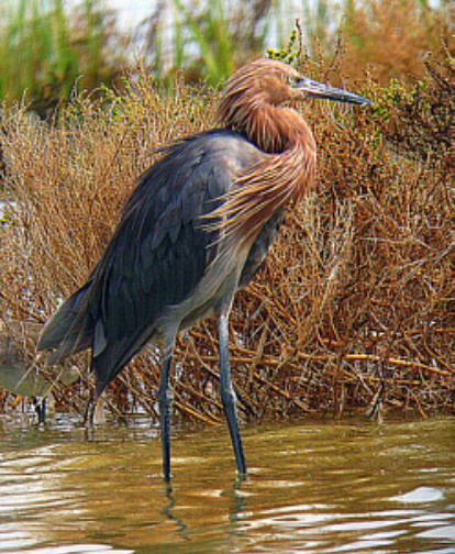 Reddish Egret