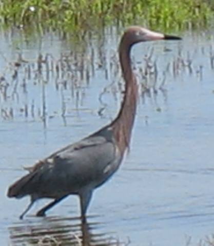 Reddish egret