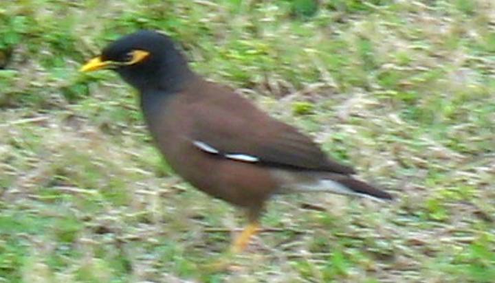 Common Myna in Key West