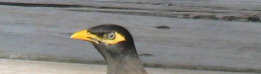 Common Myna on dock at Hogfish Grill on Stock Island -- Key West